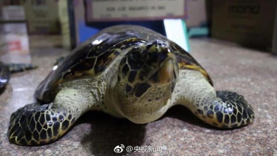 Border soldiers show 38 hawksbill sea turtles found in a check in South China’s Guangxi Zhuang Autonomous Region. The critically endangered sea turtle is often harvested for its beautiful shell. Sources said some of the turtles were killed by hot water. (Photo/Weibo of CCTV)
