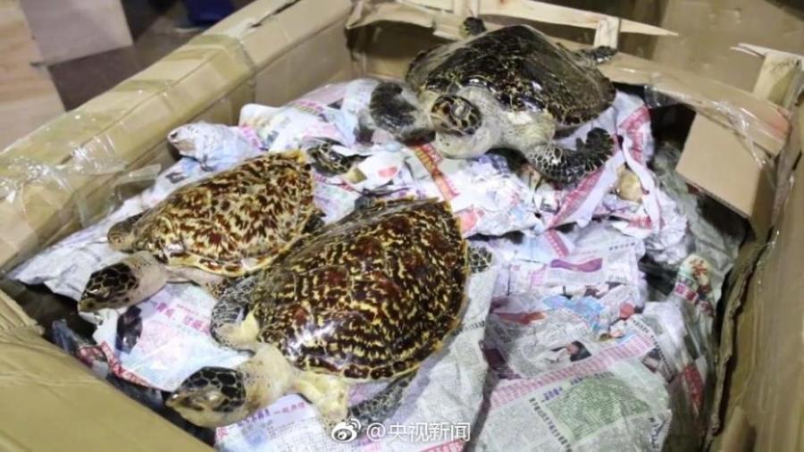 Border soldiers show 38 hawksbill sea turtles found in a check in South China’s Guangxi Zhuang Autonomous Region. The critically endangered sea turtle is often harvested for its beautiful shell. Sources said some of the turtles were killed by hot water. (Photo/Weibo of CCTV)