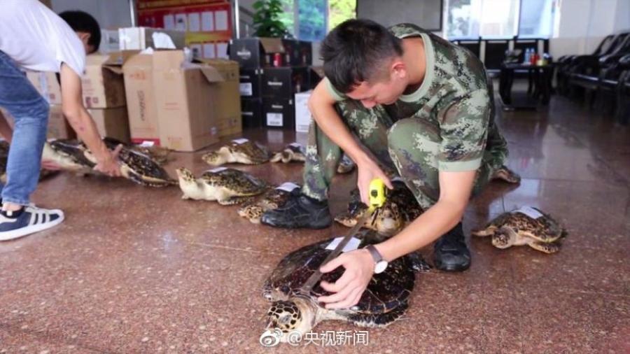 Border soldiers show 38 hawksbill sea turtles found in a check in South China’s Guangxi Zhuang Autonomous Region. The critically endangered sea turtle is often harvested for its beautiful shell. Sources said some of the turtles were killed by hot water. (Photo/Weibo of CCTV)