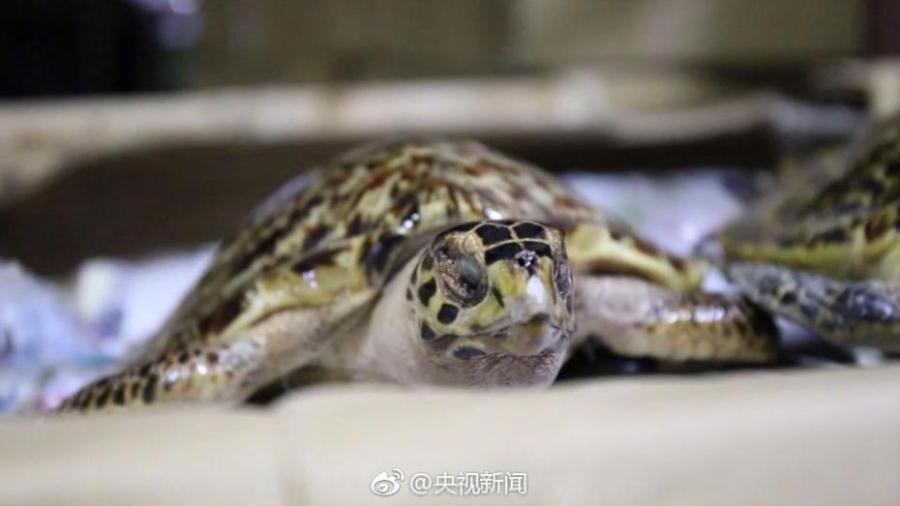 Border soldiers show 38 hawksbill sea turtles found in a check in South China’s Guangxi Zhuang Autonomous Region. The critically endangered sea turtle is often harvested for its beautiful shell. Sources said some of the turtles were killed by hot water. (Photo/Weibo of CCTV)