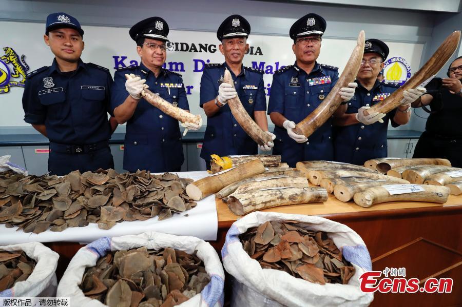 Malaysia seizes ivory, pangolin scales from Africa(1/7)