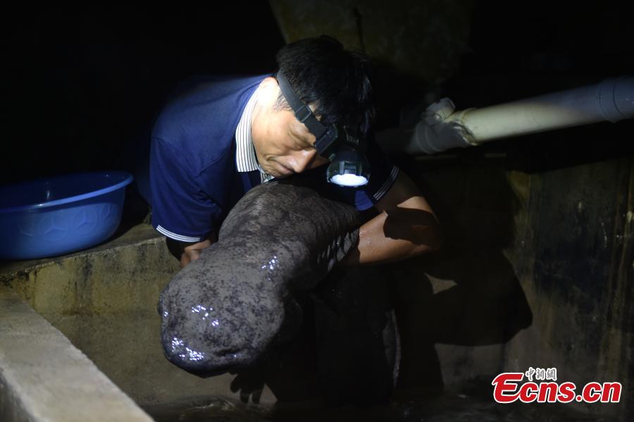 Elderly man makes his fortune by raising giant salamanders in cave(1/7)
