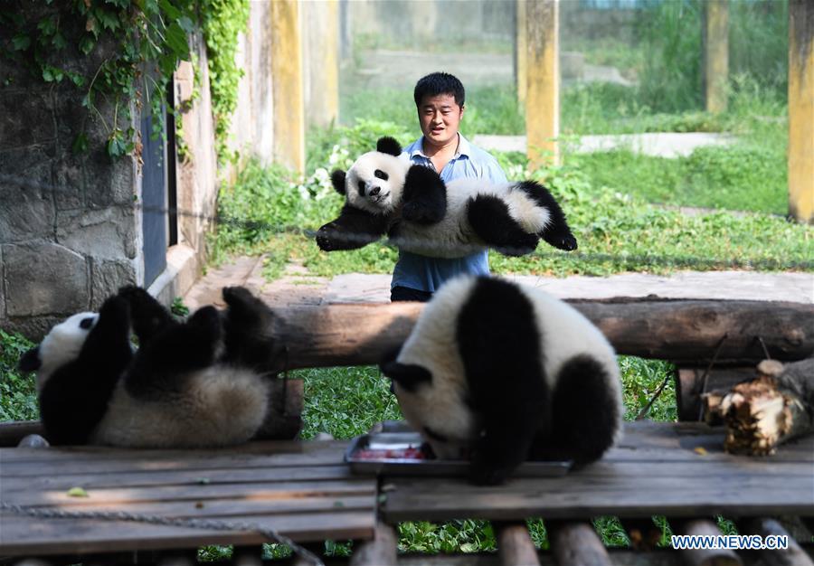 Meet a 'dad of pandas' in Chongqing(1/7)