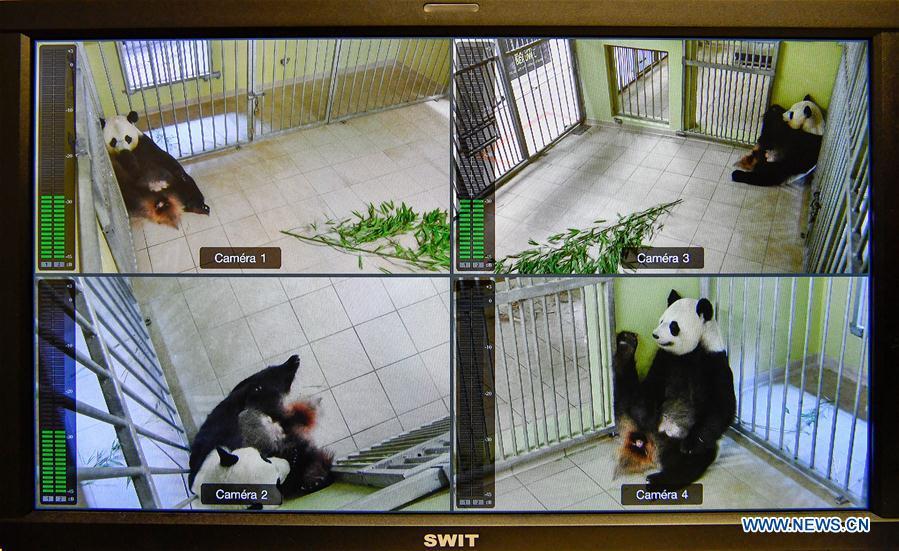 Giant panda in French zoo gives birth to twin cubs(1/14)