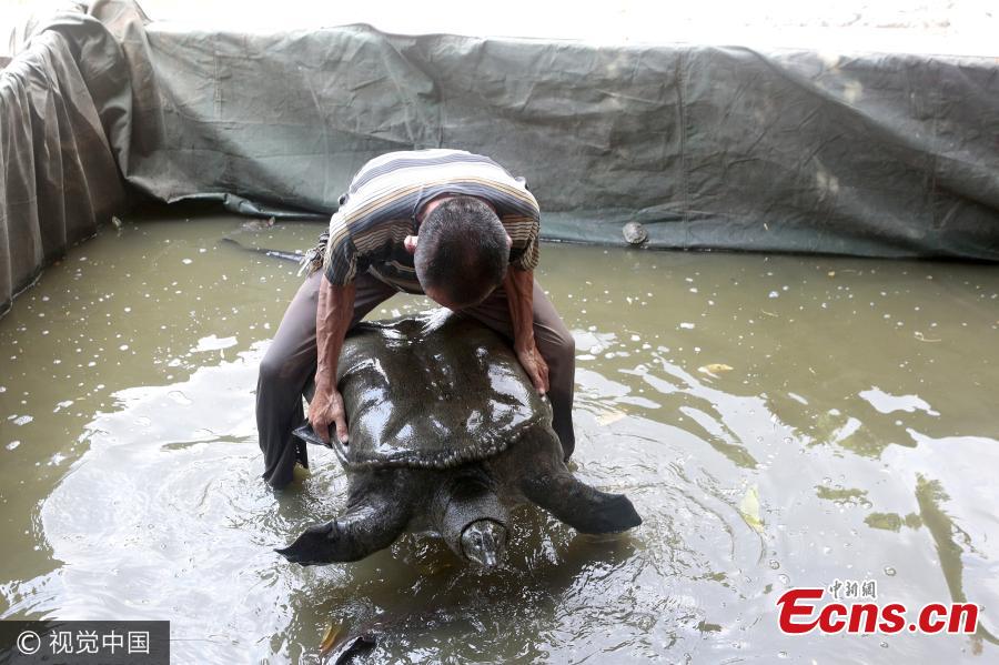 Giant turtle in eastern temple pond(1/4)