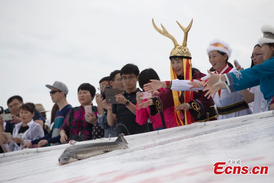 200,000 fish fry released into Heilong River(1/6)