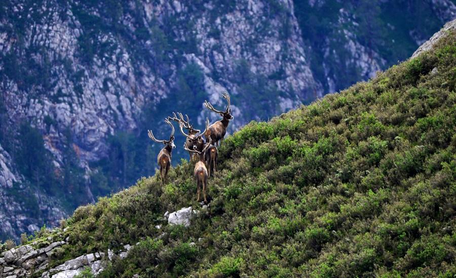 A wildlife watcher's wonderland(1/12)