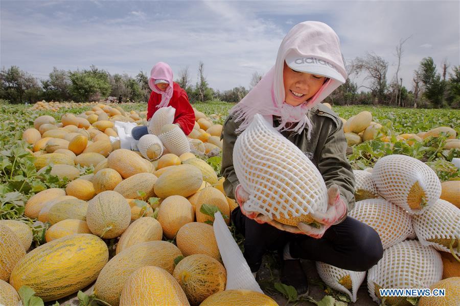 Farmers harvest Hami melons in NW China's Xinjiang(1/4)
