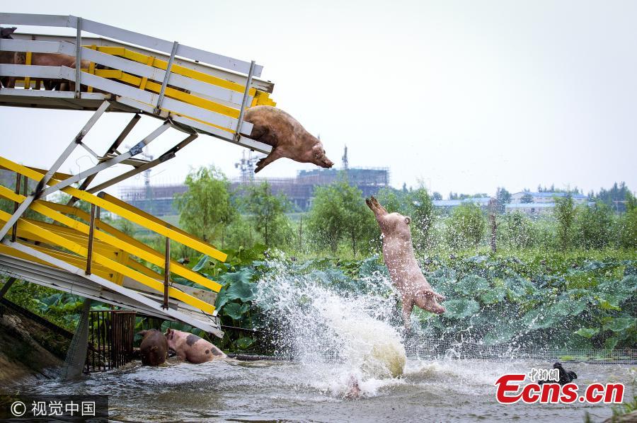 Farmer makes pigs dive to improve meat quality(1/3)