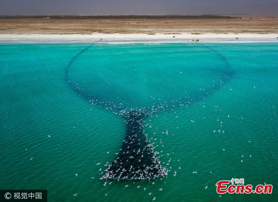 Fishermen capture thousands of sardines during migration season(1/4)
