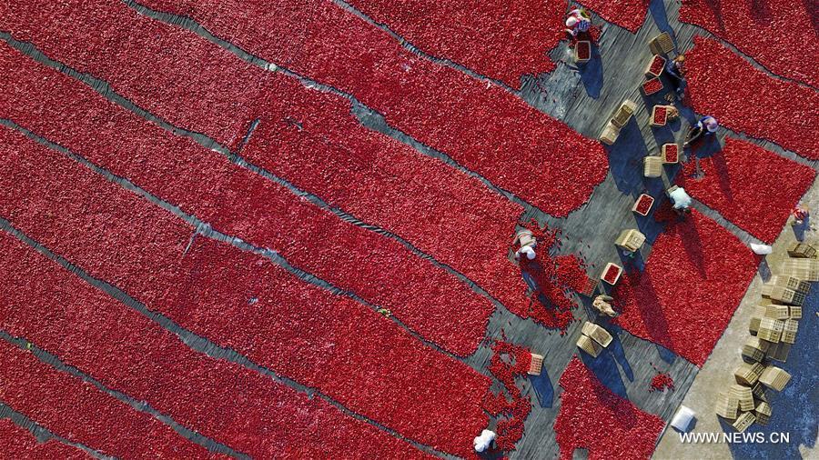 Villagers dry tomatoes under the sun in China's Xinjiang(1/5)