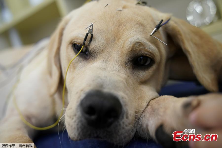 Pet owners turn to acupuncture for cats and dogs(1/12)