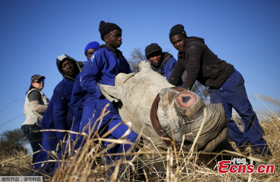 Rhino dehorned to deter poaching in South Africa(1/7)