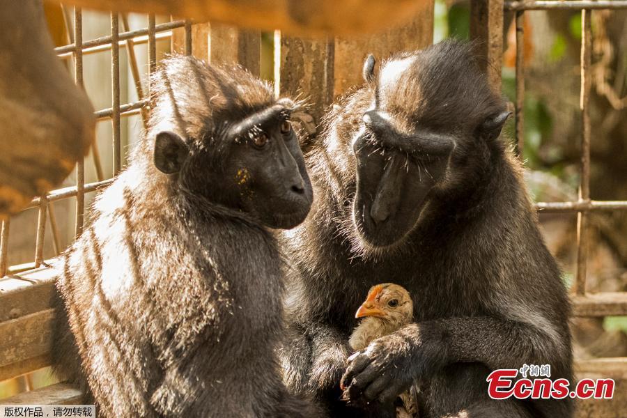 Loveless monkey adopts chicken at Israeli zoo(1/5)
