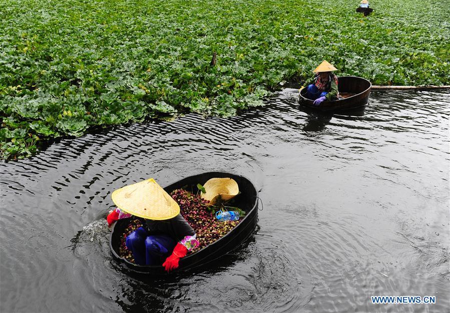 Farmers collect water chestnuts in lake in Wuxi(1/2)
