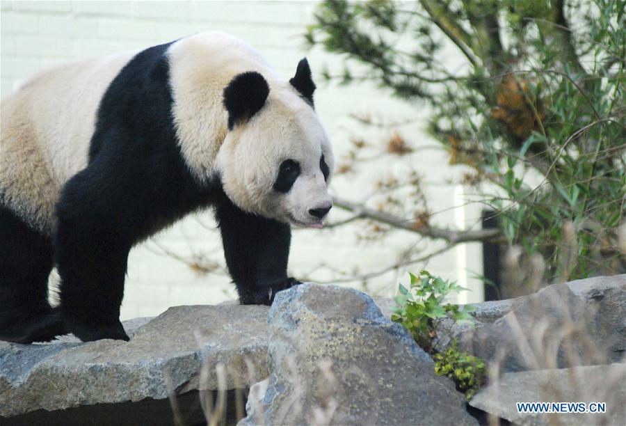 Giant panda in Britain could give birth in September(1/6)