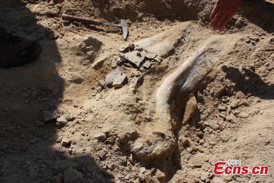 Rare triceratops fossil found at Colorado construction site(1/3)