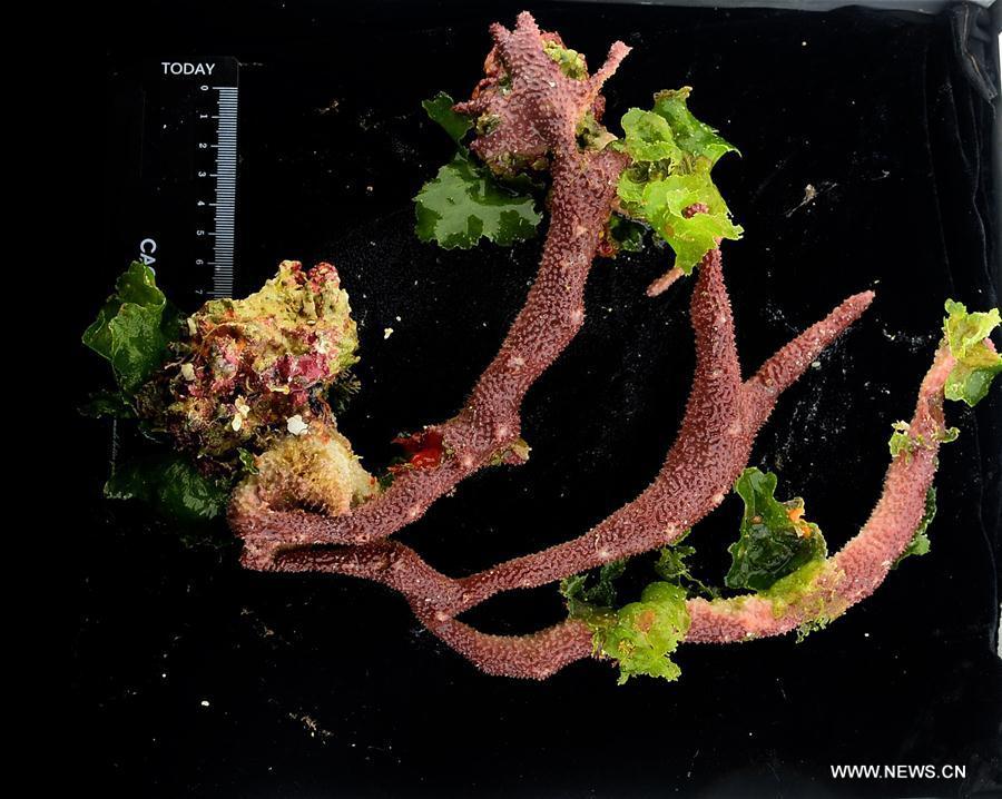 China's Discovery ROV finds coral forests, sponge field in Pacific Ocean (1/4)