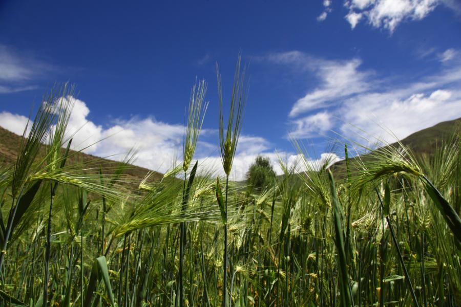 Highland barley fields in Tibet(1/5)