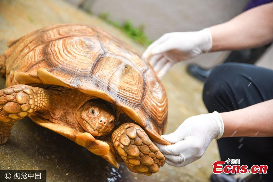 Guangzhou imports 200 African spurred tortoises(1/4)