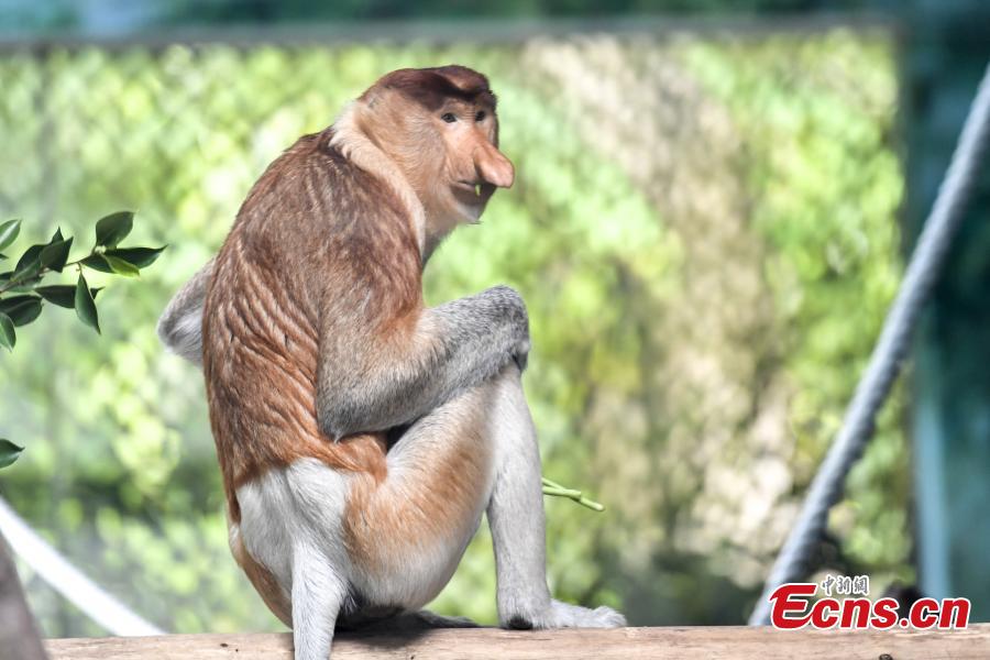 China imports long-nosed monkey from Indonesia(1/3)