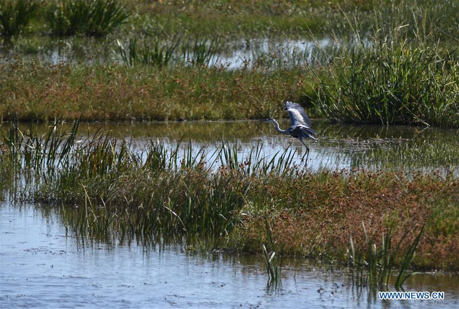 Momoge nature reserve in north China desirable place for migratory birds(1/5)