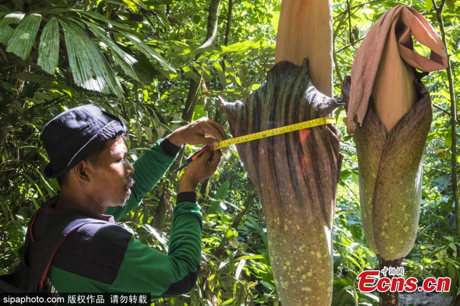 World’s tallest corpse flower found in Indonesia(1/4)