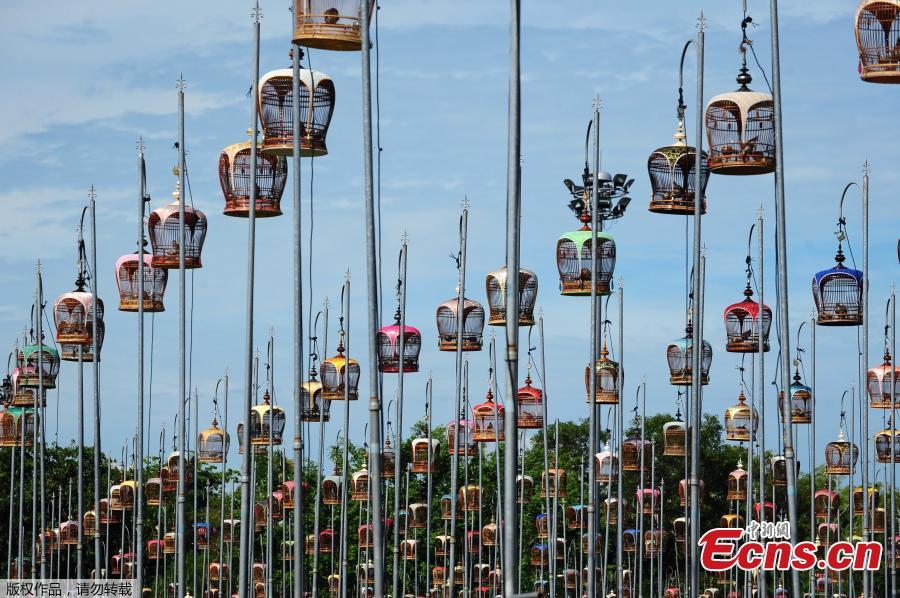 Bird-singing contest held in Thailand(1/4)