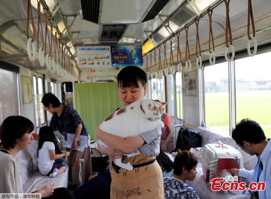 Cats on a train! Japan railway lets felines roam to raise awareness of strays(1/12)