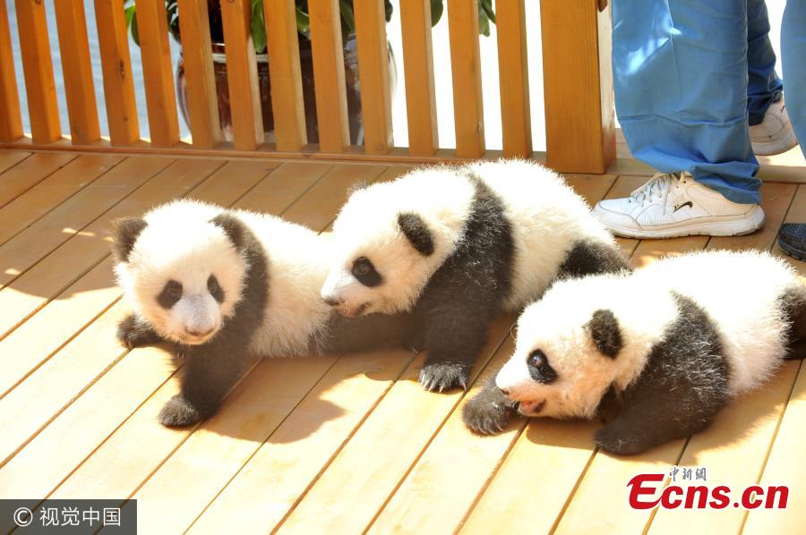 Northwest China province asks public to name panda cubs(1/7)