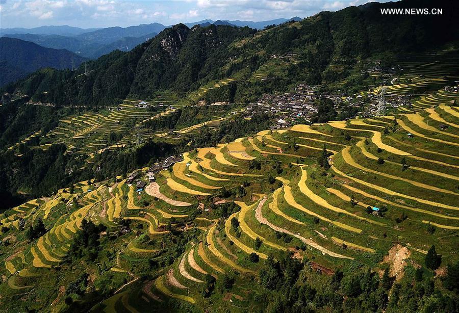 Autumn scenery of paddy fields in SW China's Guizhou(1/5)