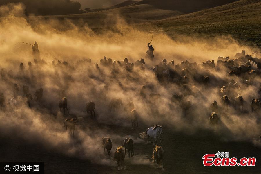 Galloping horses a spectacular scene in Inner Mongolia(1/3)