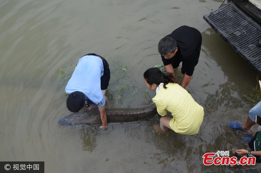 First in 30 years - wild Chinese sturgeon found in upper Yangtze River(1/3)