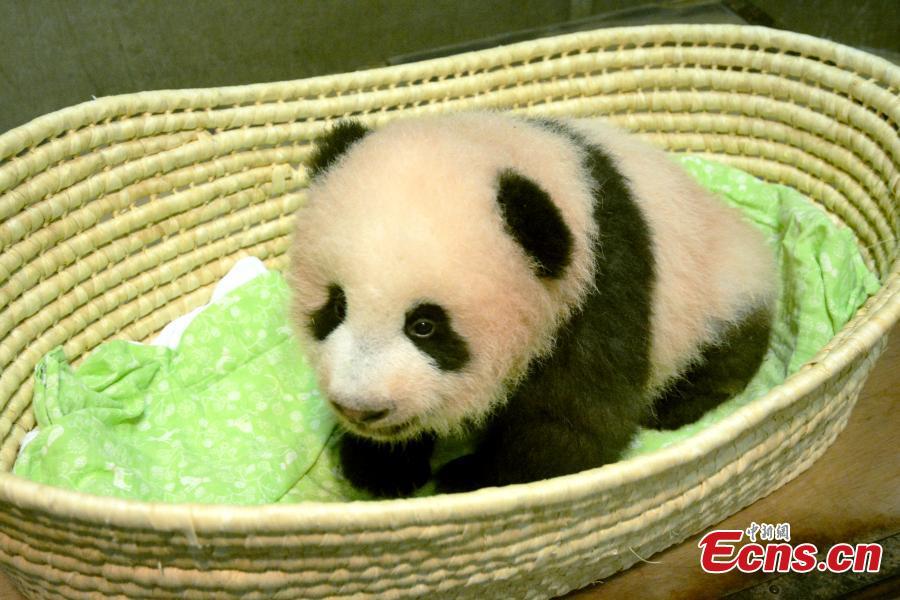 Panda cub born at Tokyo zoo named Xiang Xiang(1/4)