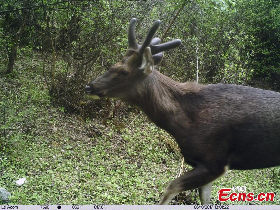 Wild animals thrive in Lancang River headstreams(1/9)