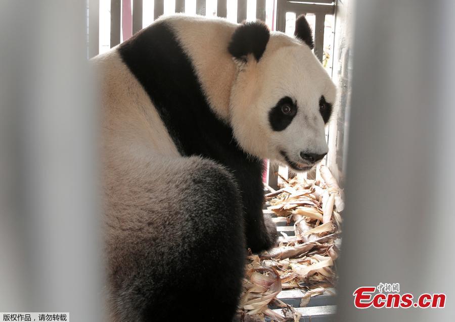 Pandas Caitao and Huchun arrive in Indonesia(1/5)