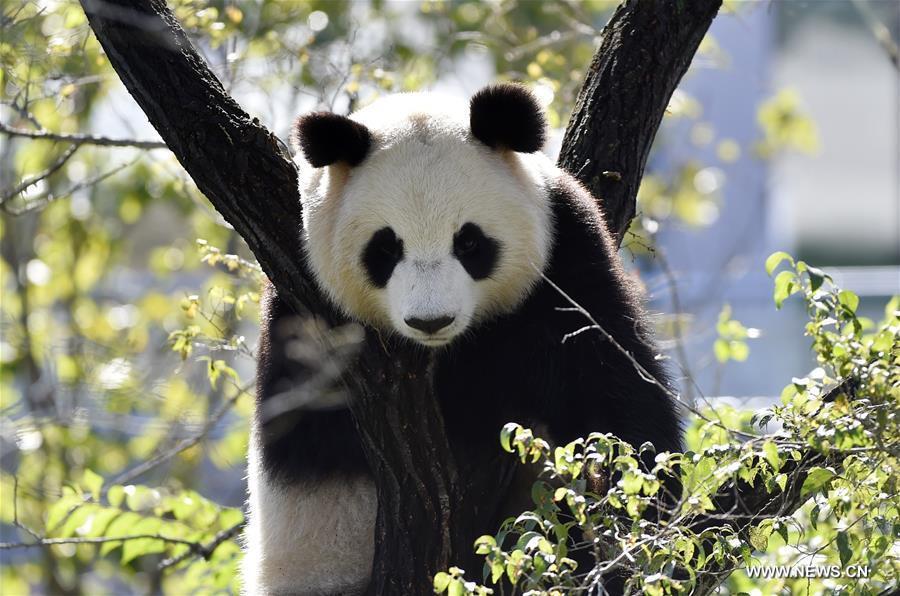 Four pandas from SW China make debut in Shenyang(1/6)