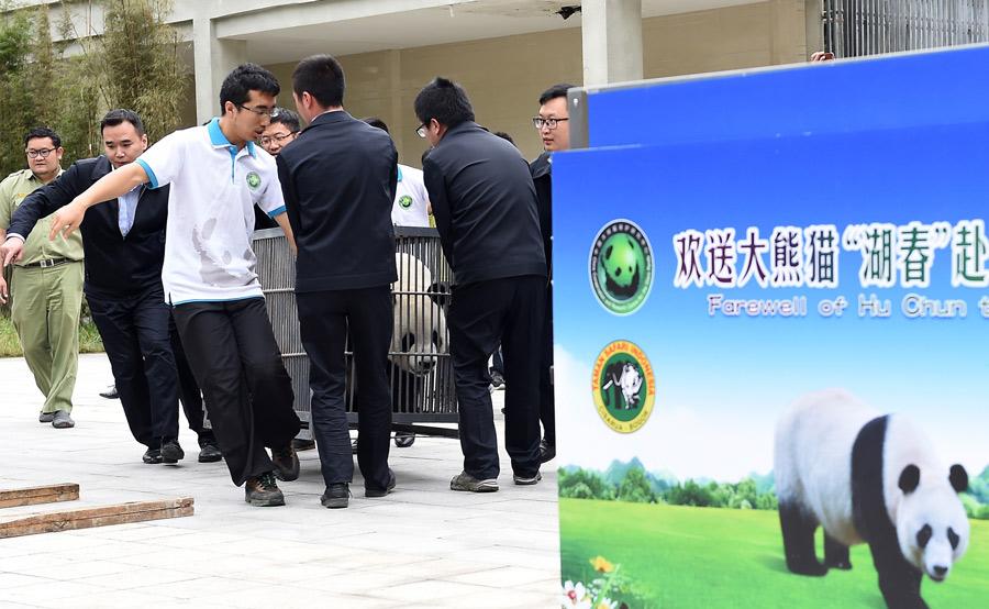 Two giant pandas begin journey to Indonesia(1/5)