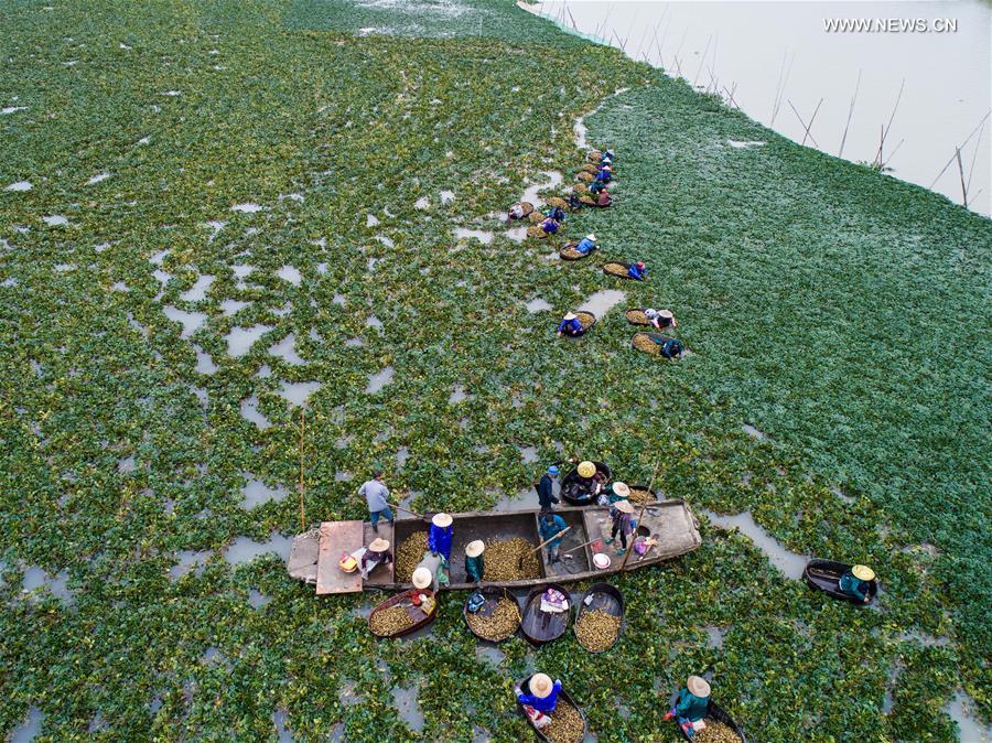 Villagers pick water chestnuts in east China's Huzhou(1/9)