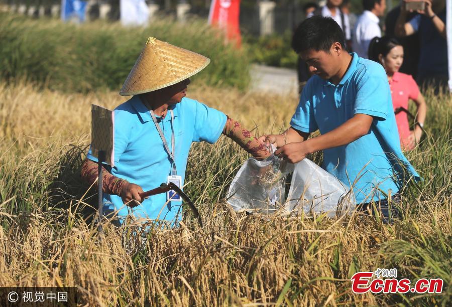 Saline soil rice experiment a success in China(1/3)