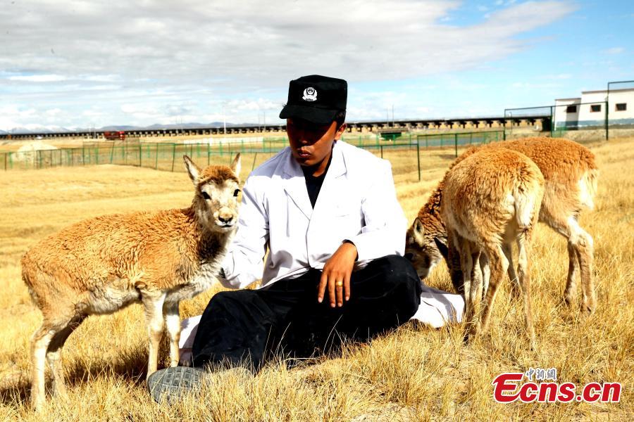 Tibetan antelopes well cared for in Hoh Xil(1/6)