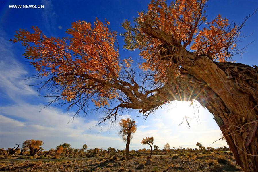 Autumn scenery of golden populus diversifolia trees in Xinjiang(1/8)