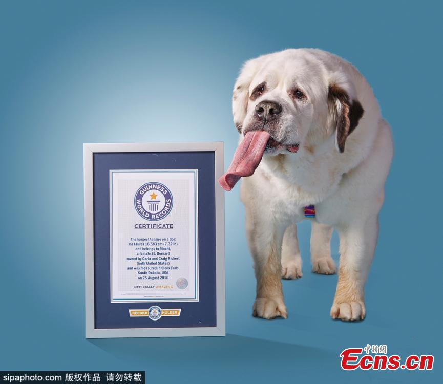 Dog with ridiculously long tongue takes Guinness World Record(1/3)