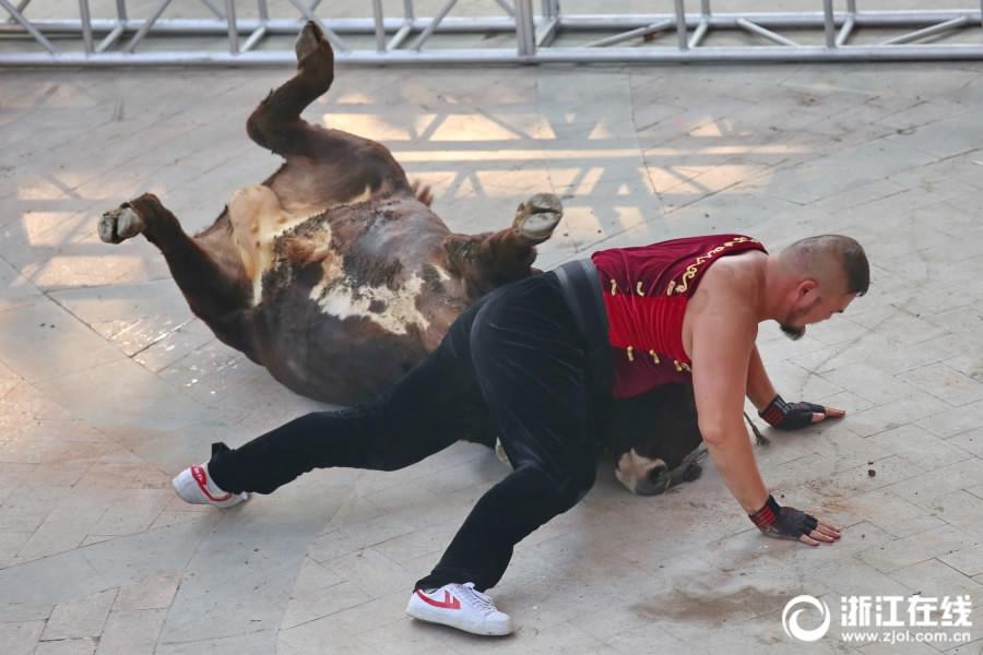 Bullfighter tumbling bull performance in E China(1/3)