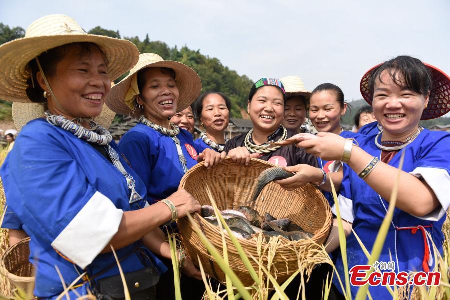 A bumper rice harvest in southern county(1/10)
