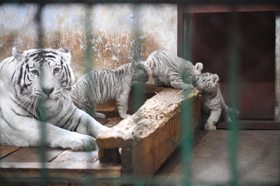Three white tiger cubs steal the show in Harbin(1/8)