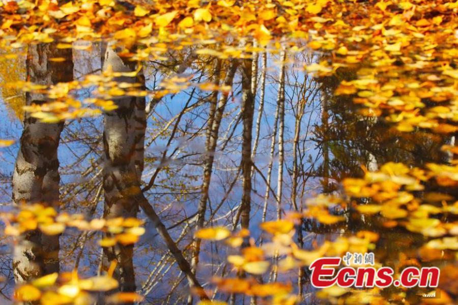Photos taken on Oct.13 and 14, 2017 show the beautiful autumn scenery in the Kanas scenic area, Xinjiang Uygur Autonomous Region. Kanas boasts a beautiful natural landscape of lakes, rivers, glaciers, forests, and grasslands. (Photo: China News Service/Zhang Xin)