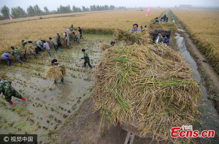 A new hybrid rice grows in a field in Handan City, North China’s Hebei Province. The province’s department of science and technology has verified that a hybrid rice project headed by Yuan, known as Xiangliangyou 900, achieved an average yield of 1,149.01 kilograms of rice per mu (about 0.07 hectares) of farmland, setting a new world record, according to the China National Hybrid Rice Research and Development Center. (Photo/VCG)