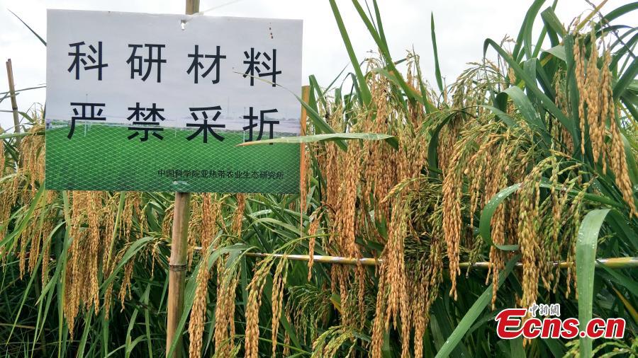 Researchers announce 2.25m high-yielding rice(1/4)