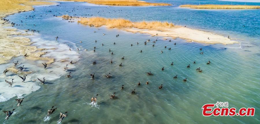 Healthier environment brings more wild birds to Qarhan Salt Lake(1/7)